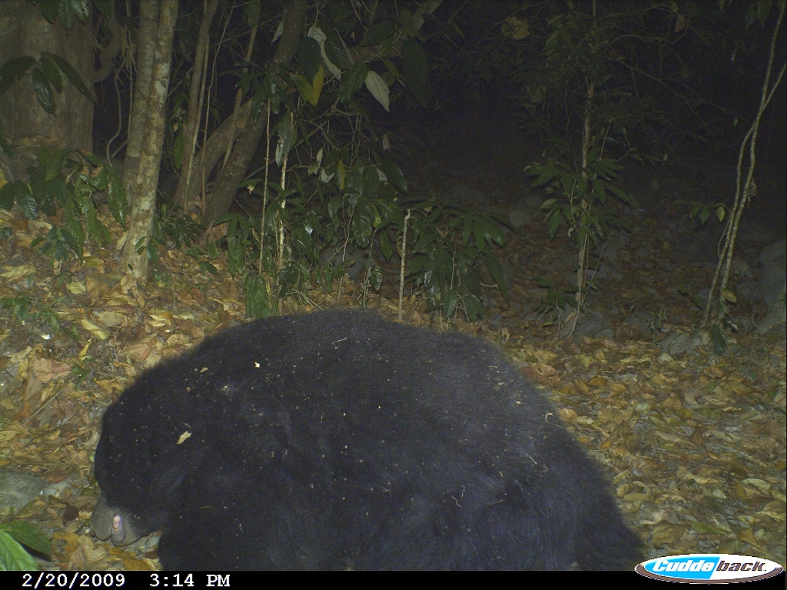Sloth bear_M ursinus_ Royal Manas NP Bhutan_only sloth bear photo in Bhutan_Y Wangdi Dept Forest and Park Services RMNP