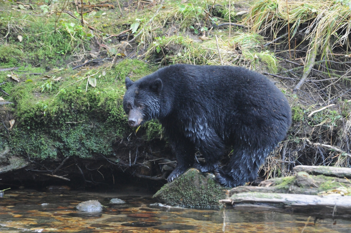American black bear_U americanus British Columbia_black phase_J Beecham