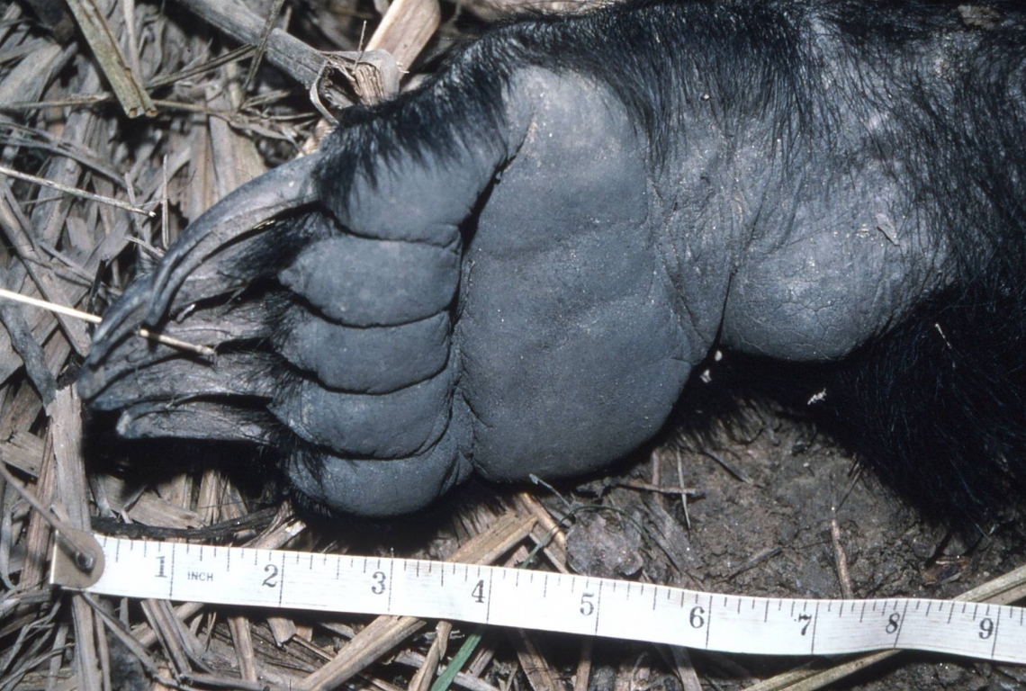 Sloth bear_M ursinus_Chitwan Nepal_front foot pad_D Garshelis