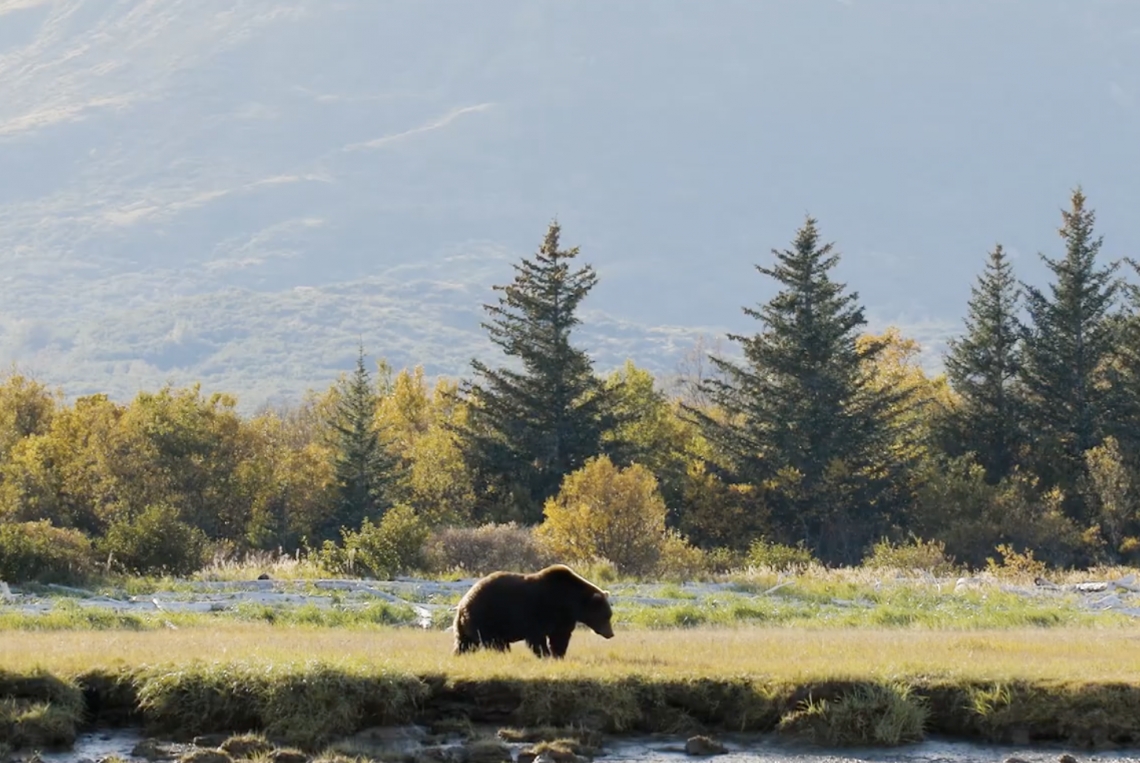 British Columbia, Canada: Joint Nations Grizzly Bear recovery planning, North Cascades