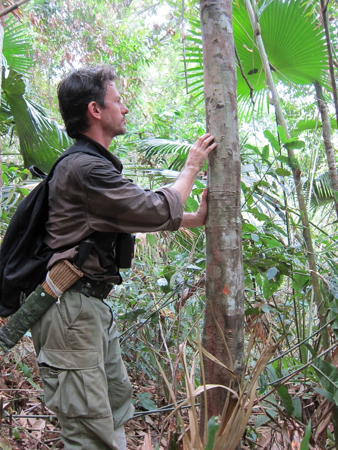 Asiatic black bear_U thibetanus_Lao PDR_examining claw marks on tree_D Garshelis