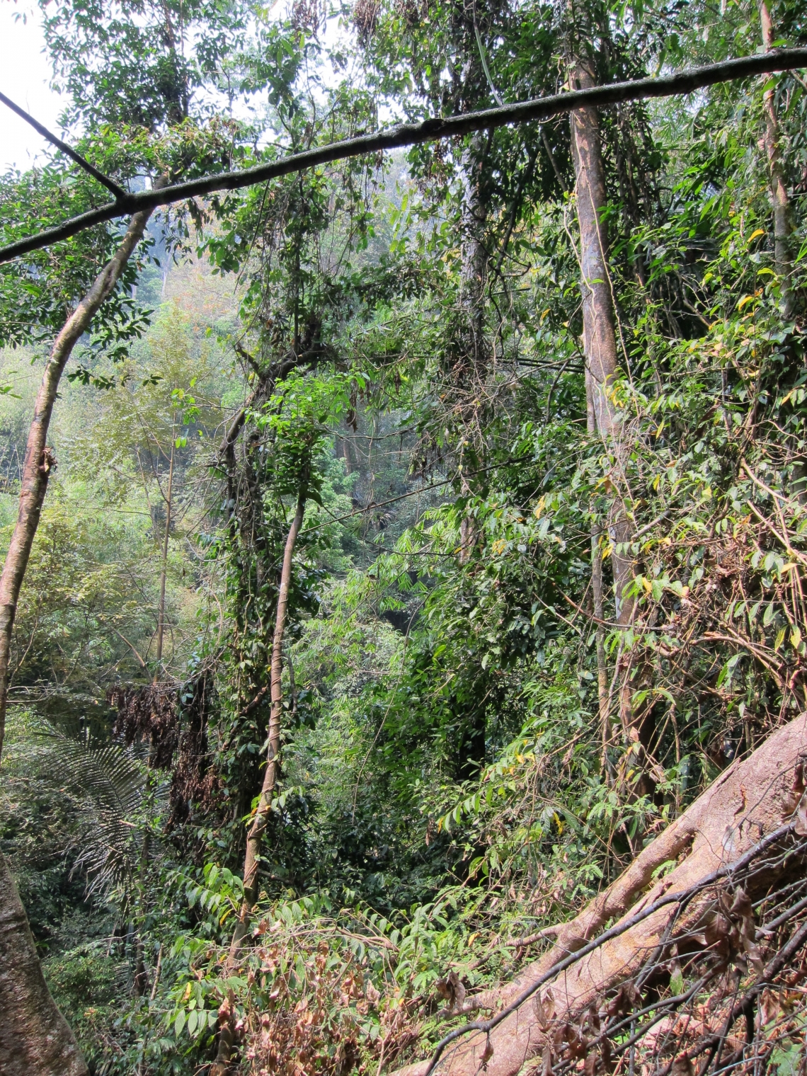 Asiatic black bear_U thibetanus_Lao PDR_tropical habitat_D Garshelis