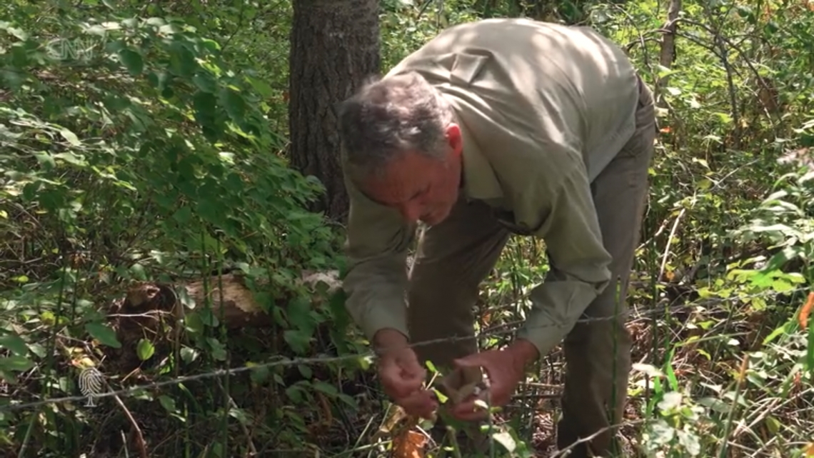 Researcher, Bruce McLellan, collecting hair sample from barb