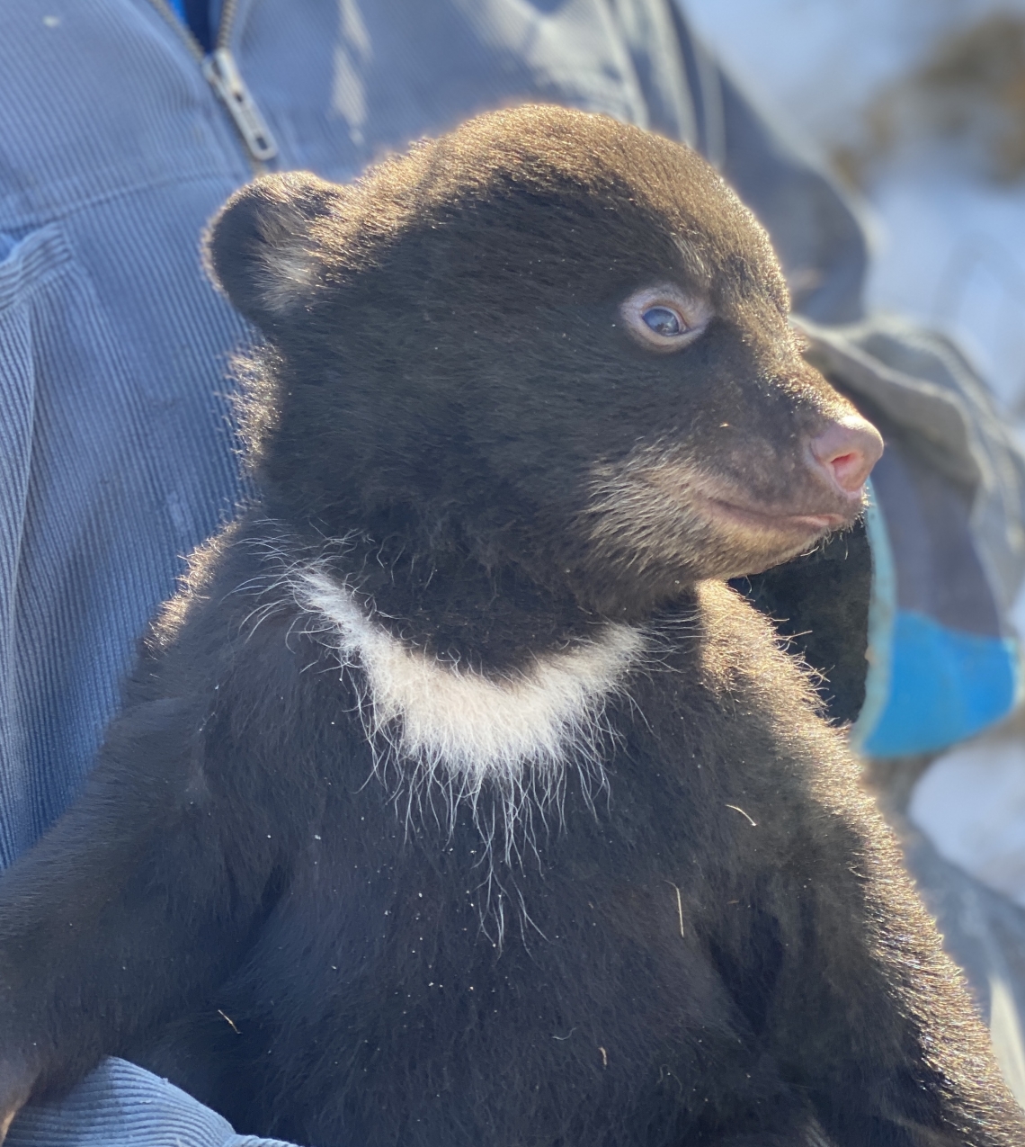 American black bear_U americanus_Minnesota_unusual large white chest blaze on cub_D Garshelis